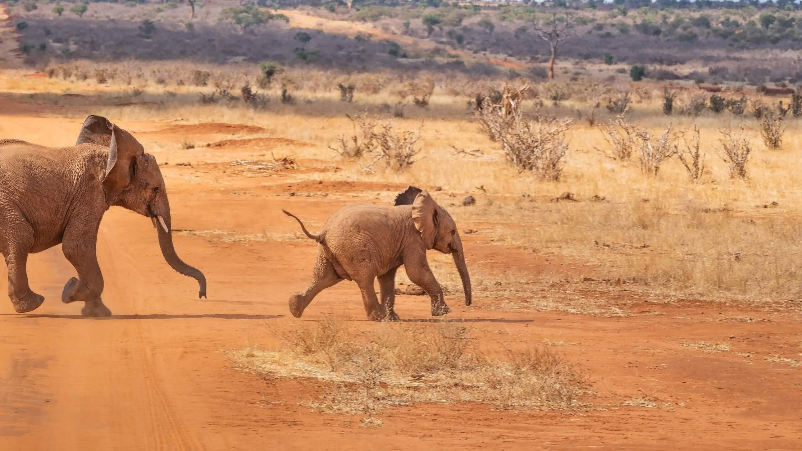 The best time to visit Kenya Encircle Africa